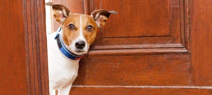 Top 4 Home Selling Tips for Pet Owners